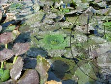 Водяной орех азовский 002